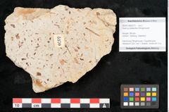 Foto (Objekt + Etikett) von Quercus palaeoilex Ettingshausen (NHMW-GEO-2024-0188-6370)